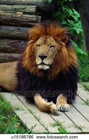 mammal, animal, suckler, lion View Large Photo Image Stock Photograph - mammal, animal, suckler, lion. Fotosearch