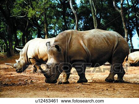 mammal, animal, suckler, rhinoceros View Large Photo Image Stock Image - mammal, animal, suckler, rhinoceros. Fotosearch