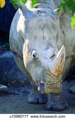 mammal, animal, suckler, rhinoceros View Large Photo Image Stock Photo - mammal, animal, suckler, rhinoceros. Fotosearch