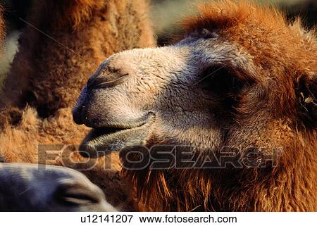 mammal, camel, suckler, animal View Large Photo Image Stock Photo - mammal, camel, suckler, animal. Fotosearch