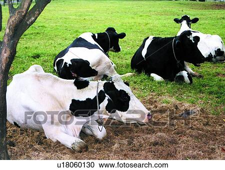 mammal, cow, suckler, cattle, animal, ox View Large Photo Image Stock Image - mammal, cow, suckler, cattle, animal, ox. Fotosearch
