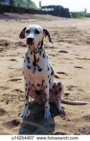 Stock Photo - mammal, Dalmatians, dog, suckler, animal. Fotosearch