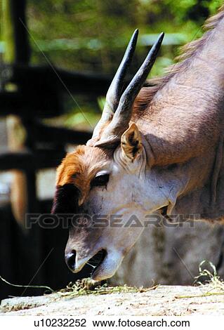 mammal, deer, suckler, animal View Large Photo Image Stock Image - mammal, deer, suckler, animal. Fotosearch