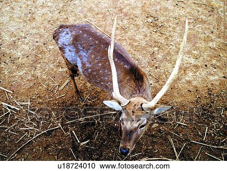 Stock Image - mammal, deer, suckler, animal. Fotosearch