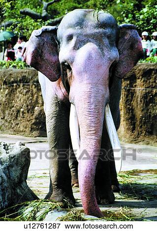 Stock Photo - mammal, elephant, suckler, animal. Fotosearch