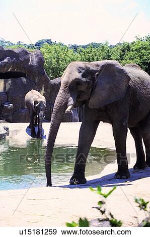 Stock Photo - mammal, elephant, suckler, animal. Fotosearch