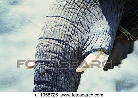 Stock Photograph - mammal, elephant, suckler, animal. Fotosearch