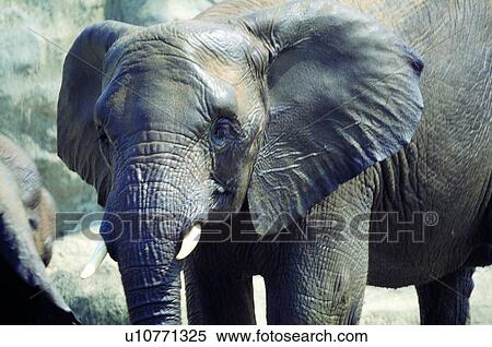 mammal, elephant, suckler, animal View Large Photo Image Stock Photography - mammal, elephant, suckler, animal. Fotosearch
