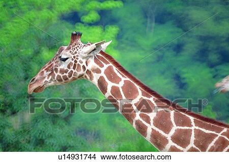 mammal, giraffe, suckler, animal View Large Photo Image Picture - mammal, giraffe, suckler, animal. Fotosearch