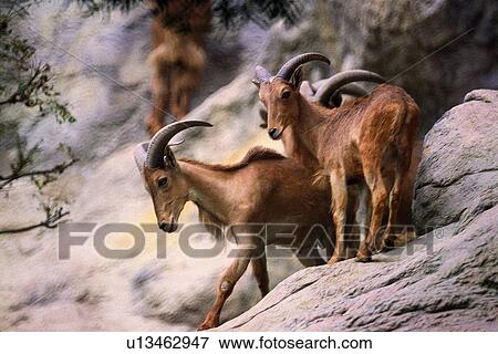 mammal, goat, suckler, animal View Large Photo Image Stock Photo - mammal, goat, suckler, animal. Fotosearch