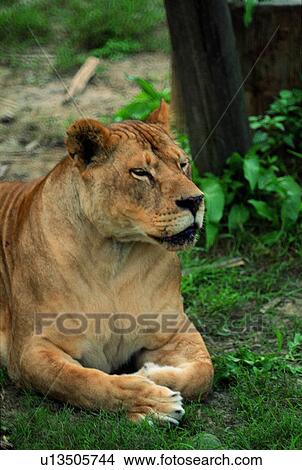 Picture - mammal, lion, suckler, animal. Fotosearch