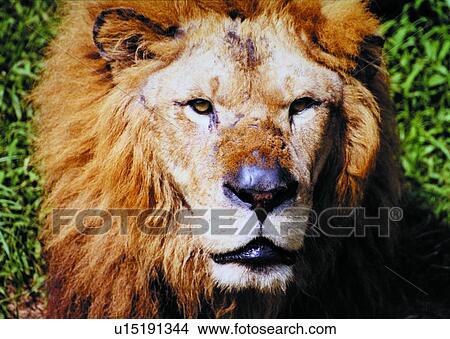 mammal, lion, suckler, animal View Large Photo Image Picture - mammal, lion, suckler, animal. Fotosearch