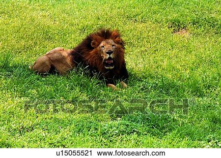 Stock Image - mammal, lion, suckler, animal. Fotosearch