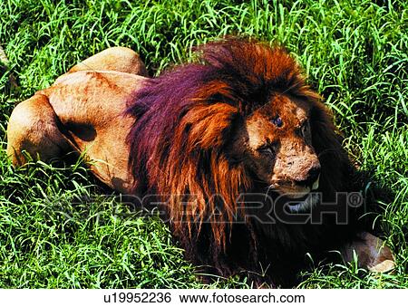 mammal, lion, suckler, animal View Large Photo Image Stock Photograph - mammal, lion, suckler, animal. Fotosearch