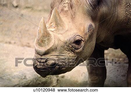 mammal, rhinoceros, suckler, animal View Large Photo Image Stock Photo - mammal, rhinoceros, suckler, animal. Fotosearch