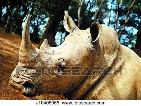 Stock Photo - mammal, rhinoceros, suckler, animal. Fotosearch
