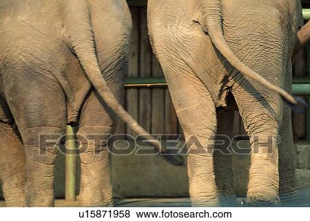 Stock Photo - mammal, rhinoceros, suckler, animal. Fotosearch