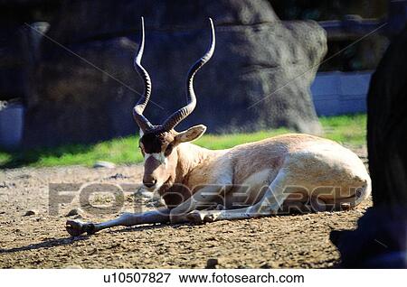 mammal, suckler, animal, deer View Large Photo Image Stock Photo - mammal, suckler, animal, deer. Fotosearch
