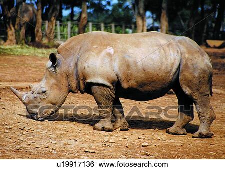mammal, suckler, animal, rhinoceros View Large Photo Image Stock Photograph - mammal, suckler, animal, rhinoceros. Fotosearch