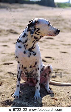 Stock Image - mammal, suckler, Dalmatians, dog, animal. Fotosearch