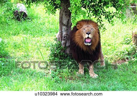 mammal, suckler, lion, animal View Large Photo Image Picture - mammal, suckler, lion, animal. Fotosearch