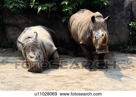 mammal, suckler, rhinoceros, animal View Large Photo Image Stock Photo - mammal, suckler, rhinoceros, animal. Fotosearch
