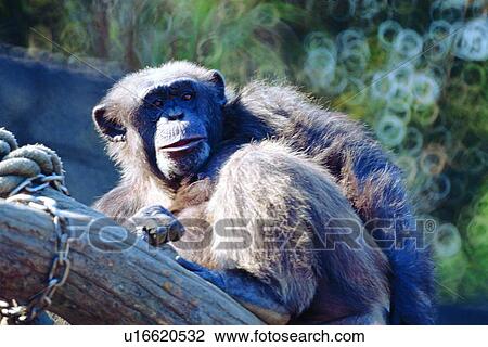 monkey, suckler, mammal, animal View Large Photo Image Stock Image - monkey, suckler, mammal, animal. Fotosearch