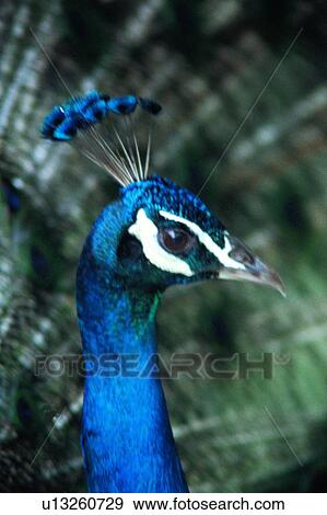 Stock Photo - ovipara, animal, bird, peacock. Fotosearch
