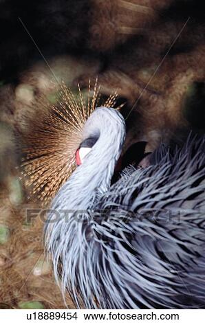 Picture - ovipara, animal, bird. Fotosearch