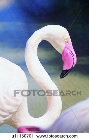 ovipara, animal, bird View Large Photo Image Stock Image - ovipara, animal, bird. Fotosearch