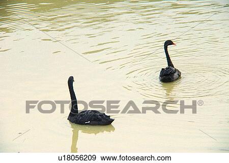 ovipara, animal, bird View Large Photo Image Stock Photo - ovipara, animal, bird. Fotosearch