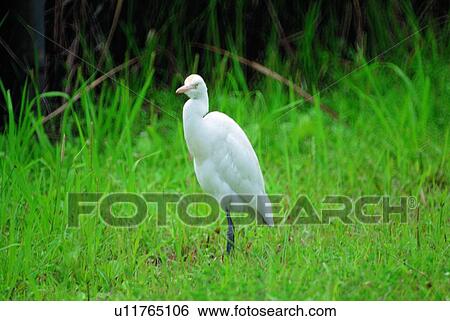ovipara, animal, bird View Large Photo Image Stock Photograph - ovipara, animal, bird. Fotosearch