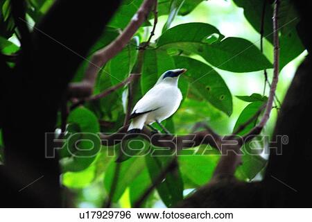 Stock Photograph - ovipara, animal, bird. Fotosearch