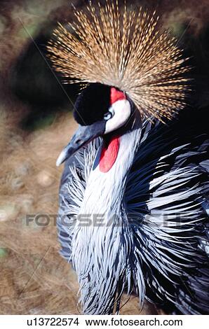ovipara, bird, animal View Large Photo Image Picture - ovipara, bird, animal. Fotosearch