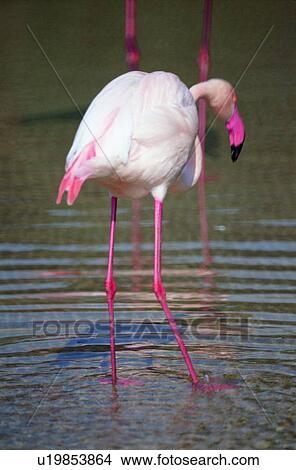 ovipara, bird, animal View Large Photo Image Picture - ovipara, bird, animal. Fotosearch