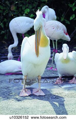 ovipara, bird, animal View Large Photo Image Stock Image - ovipara, bird, animal. Fotosearch