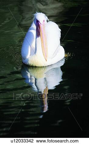 Stock Image - ovipara, bird, animal. Fotosearch