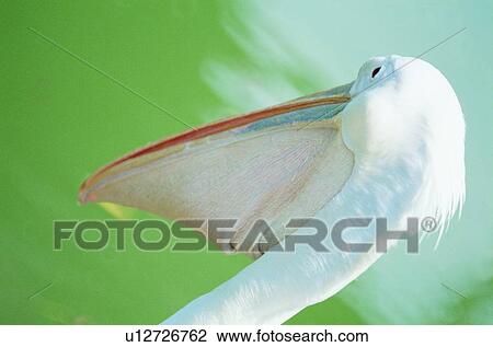 Stock Image - ovipara, bird, animal. Fotosearch