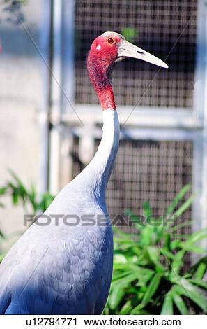 ovipara, bird, animal View Large Photo Image Stock Image - ovipara, bird, animal. Fotosearch