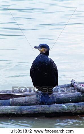 ovipara, bird, animal View Large Photo Image Stock Image - ovipara, bird, animal. Fotosearch