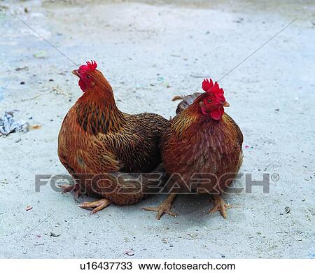 ovipara, bird, animal View Large Photo Image Stock Image - ovipara, bird, animal. Fotosearch