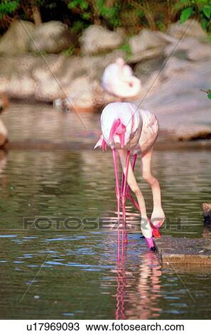 ovipara, bird, animal View Large Photo Image Stock Image - ovipara, bird, animal. Fotosearch
