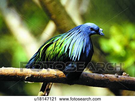 ovipara, bird, animal View Large Photo Image Stock Image - ovipara, bird, animal. Fotosearch