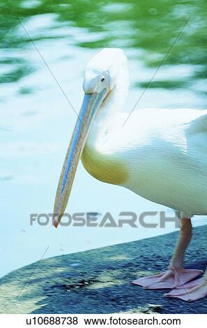 ovipara, bird, animal View Large Photo Image Stock Photo - ovipara, bird, animal. Fotosearch