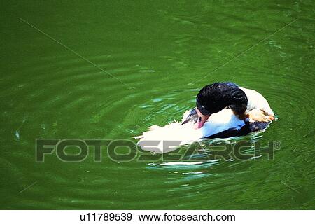 ovipara, bird, animal View Large Photo Image Stock Photo - ovipara, bird, animal. Fotosearch