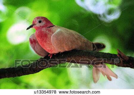 ovipara, bird, animal View Large Photo Image Stock Photo - ovipara, bird, animal. Fotosearch