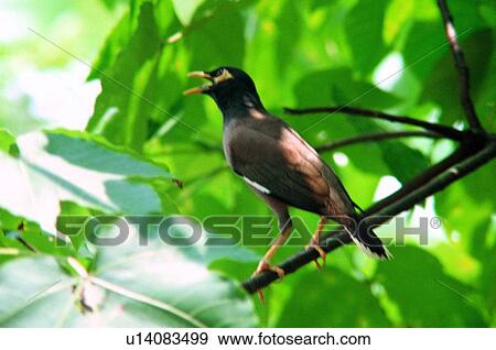 Stock Photo - ovipara, bird, animal. Fotosearch