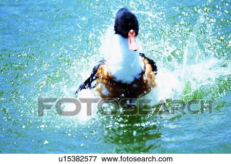 Stock Photo - ovipara, bird, animal. Fotosearch