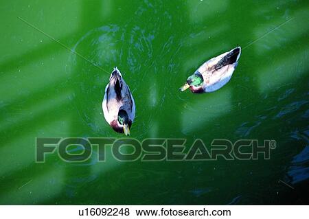 ovipara, bird, animal View Large Photo Image Stock Photo - ovipara, bird, animal. Fotosearch