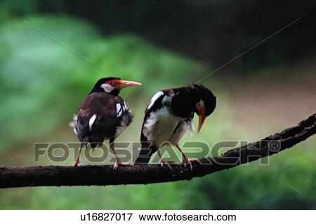 Stock Photo - ovipara, bird, animal. Fotosearch